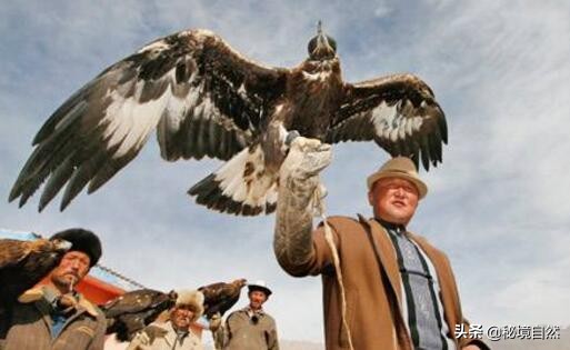 熬鹰是什么意思，最残忍的驯化方式，人与猎鹰都不睡觉意志对抗