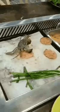 拿到驾照搞笑段子,成绩优异搞笑段子