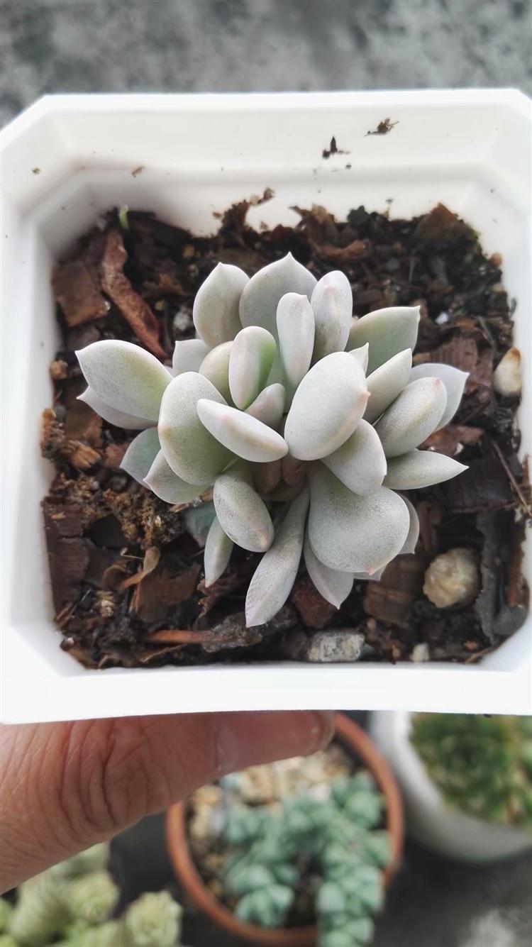 多肉植物烂肉怎样处理,预防多肉根部腐烂的方法