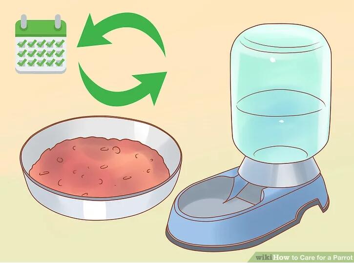 鹦鹉如何饲养攻略图解教程,迷你鹦鹉幼鱼饲养方法