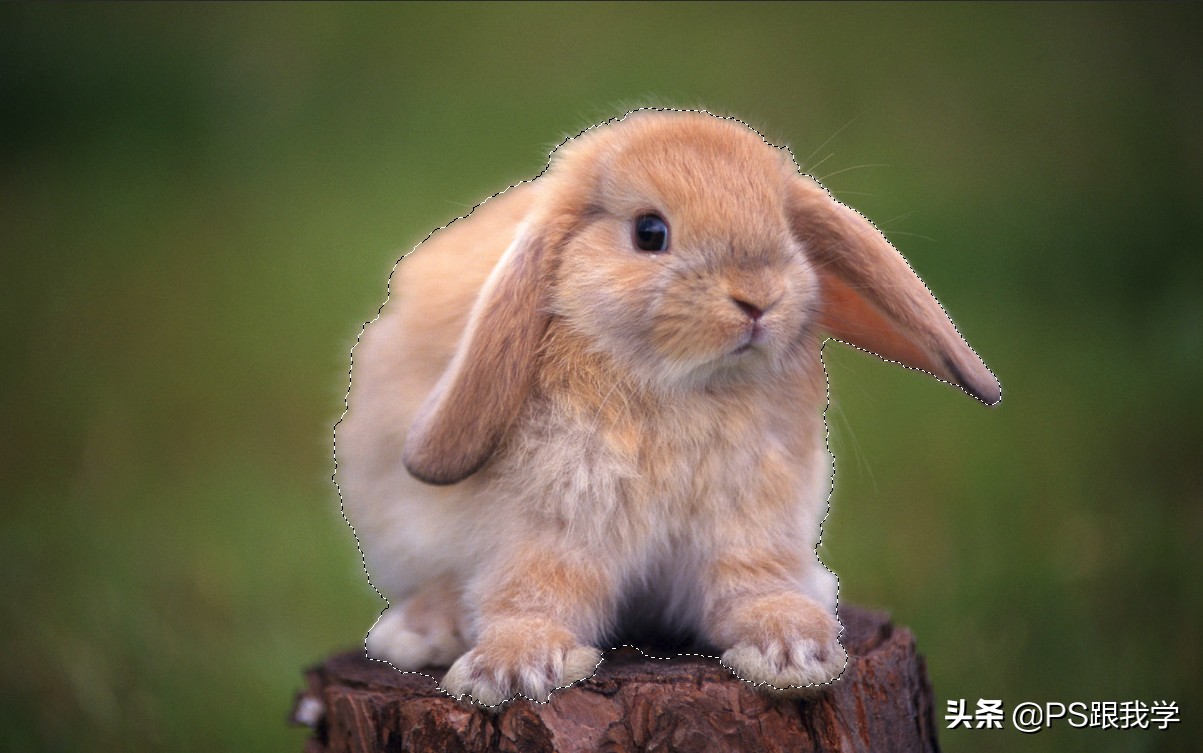 ps魔棒工具选区羽化,ps羽化选区攻略