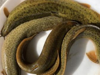 泥鳅价格为什么下跌,泥鳅市场行情如何