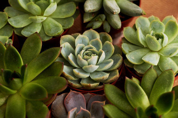 最好养的多肉品种介绍,多肉该怎么养才好