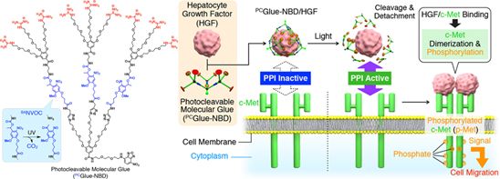 精选JACS/Angew12篇:树枝状大分子的最新成果大盘点