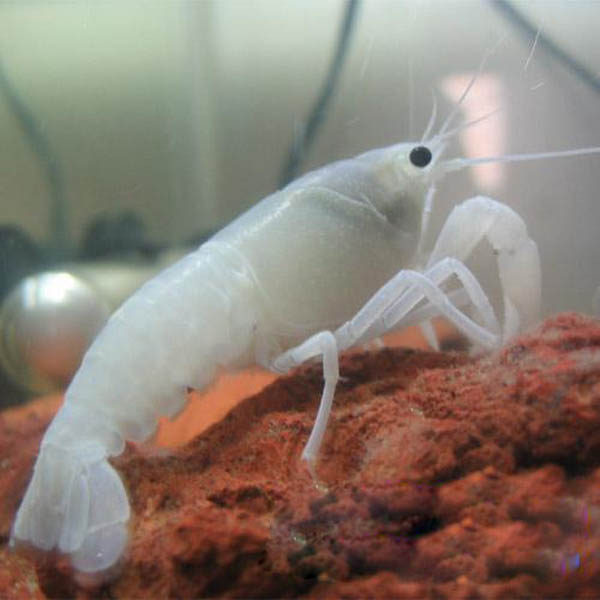 天空蓝魔、黄金巨手、血钻......养个虾整个人都中二了