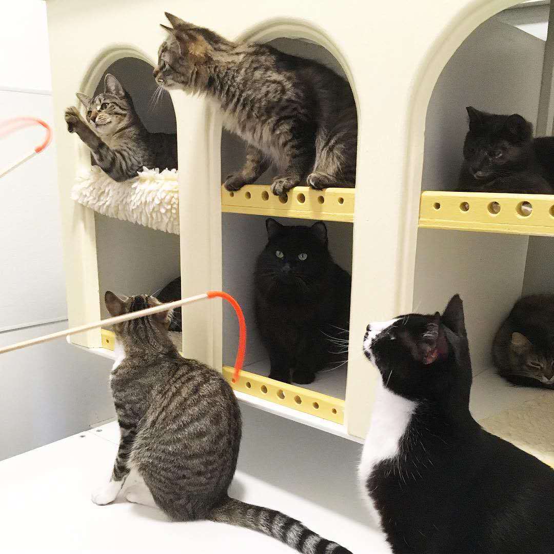 猫每天需要什么,猫每天要做的事情