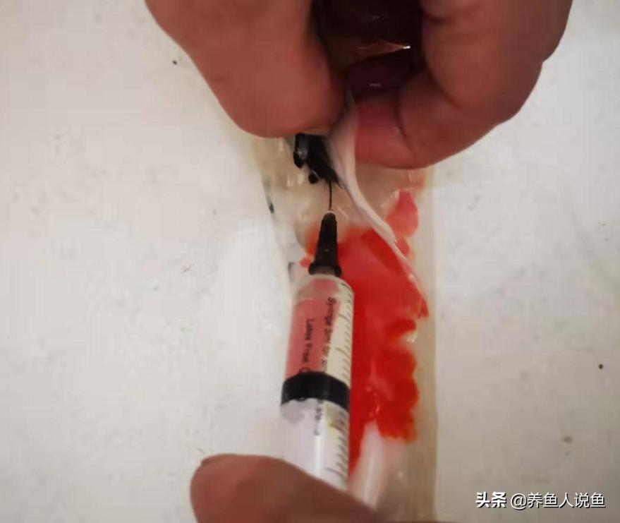 锦鲤鱼冬季烂身治愈难度比夏季要高太多，是什么原因导致的？