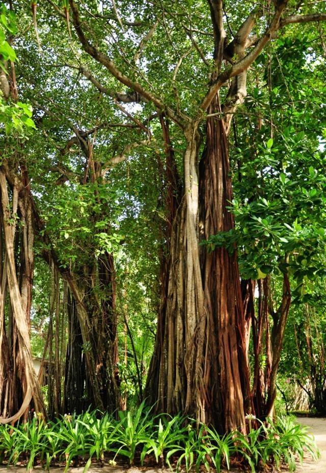 榕树移栽发芽慢,榕树养殖温度