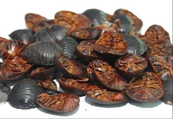 农村天然土鳖虫多少一公斤,养殖土鳖虫回收