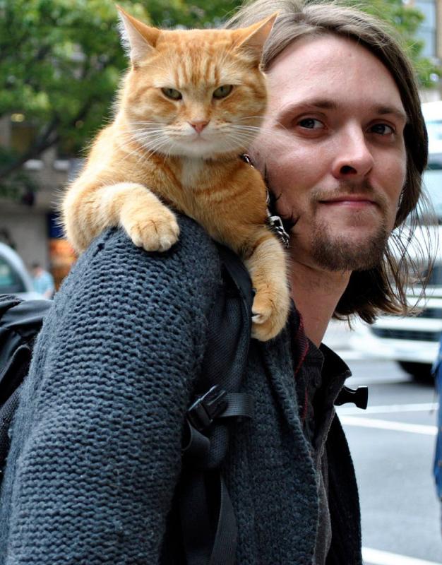 流浪猫鲍勃意外离世的视频,流浪猫鲍勃去世后其搭档再染毒瘾