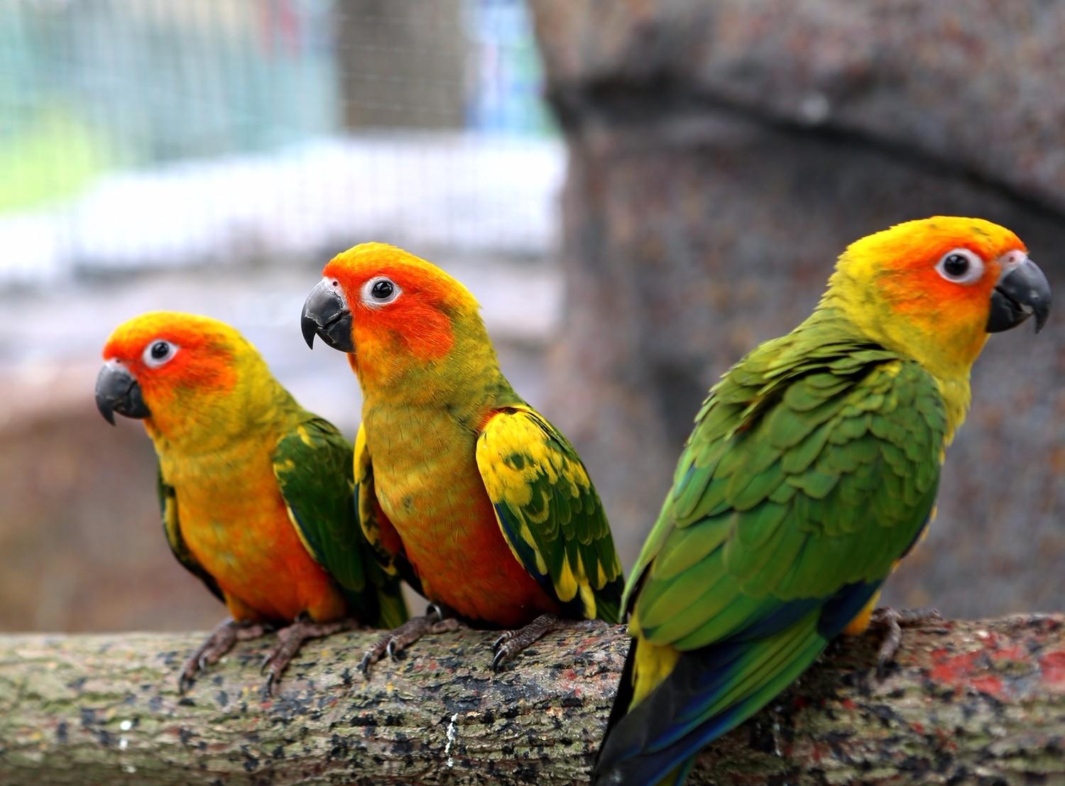 如何喂养一只鹦鹉视频教学,新手养的鹦鹉怎么喂养