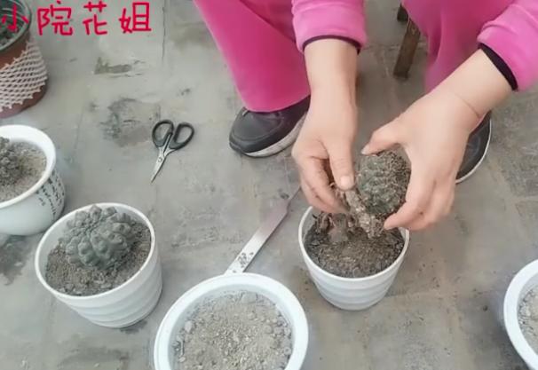 怎么给花换花盆,怎么给花换新盆