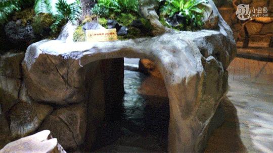 儿童玩的遛娃好去处,有动物的溜娃好去处