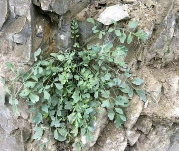 车前草金钱草岩黄连,农村路旁田埂常见的野生中草药