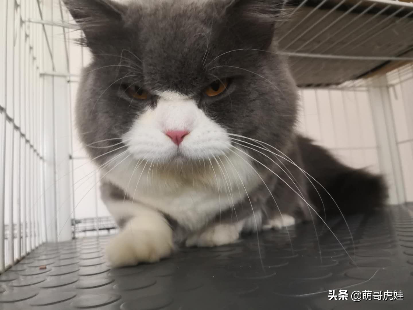 铲屎官给小奶猫洗澡一动不动,猫被铲屎官越养越瘦