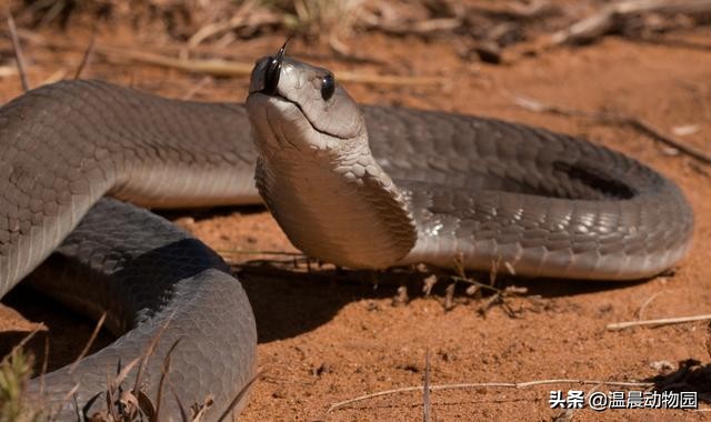 黑曼巴蛇的特征,黑曼巴蛇有多恐怖能秒杀非洲狮