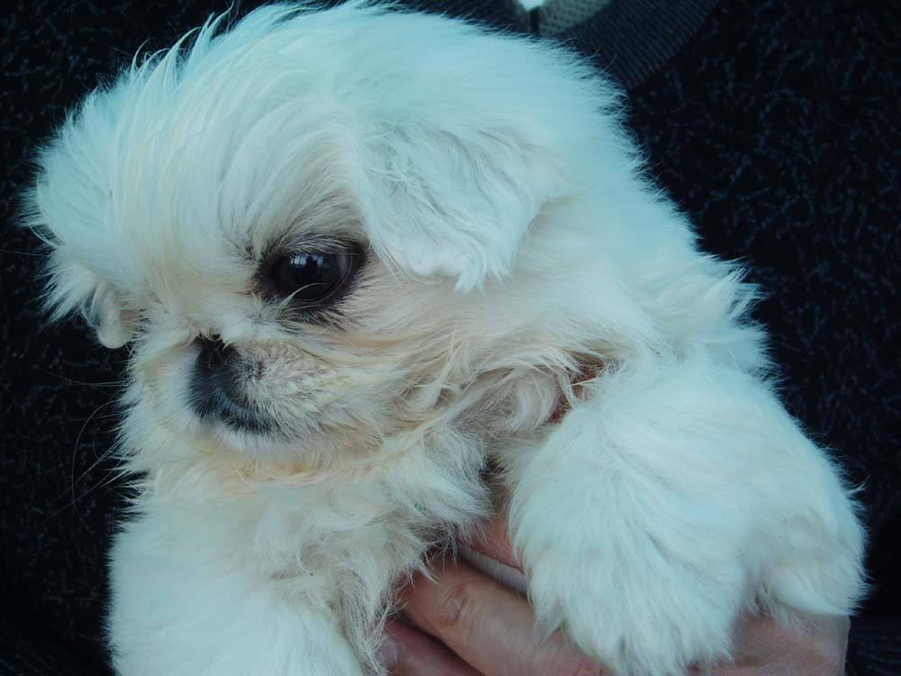 去哪里买狗健康靠谱,南宁哪里可以买到放心狗