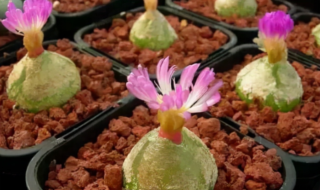 比较可爱的多肉植物,又萌又可爱的多肉植物