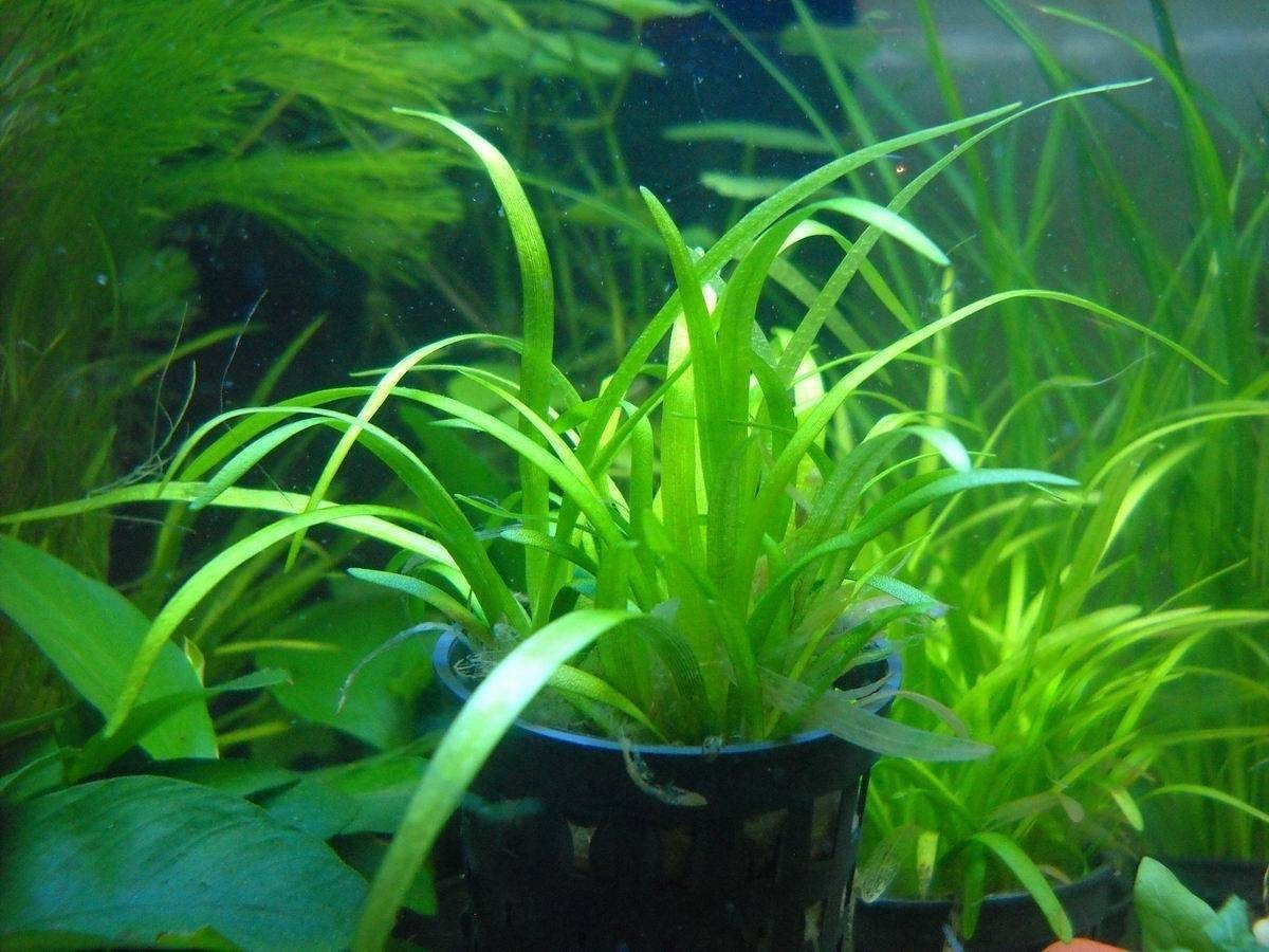 新手玩草缸好吗,想玩草缸怎么选水草