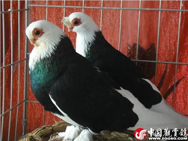 北京鸽哨制作,北京鸽哨晨曲