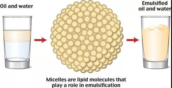 张文宏少吃碳水,张文宏少吃粥完整版