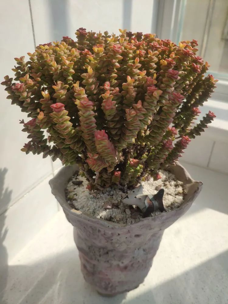 每一棵多肉都承载了一段时光,每一棵多肉都是独一无二