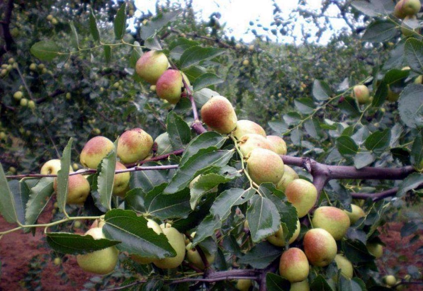 春暖花开防蚊虫,春暖花开怎么预防病虫害