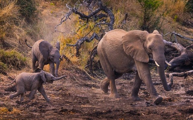 世界大象日|关于非洲象你应该了解的一些事实