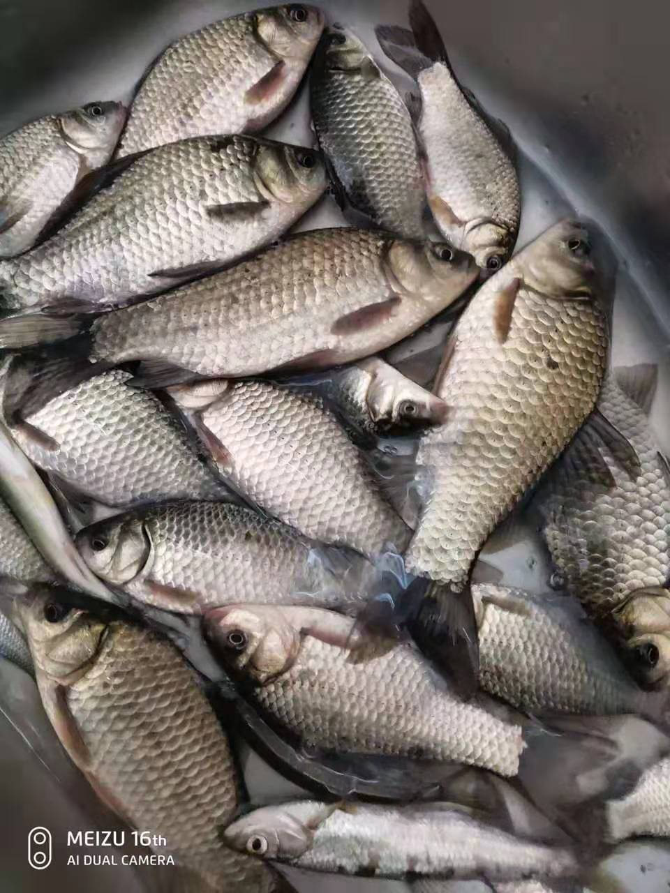 冬天鱼儿藏在哪里怎么下网,冬天鱼都藏在池塘的哪个角落