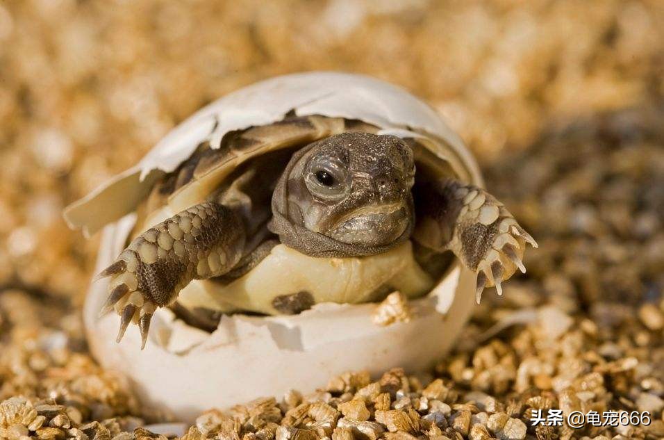 新手养乌龟怎么选健康的龟,如何挑到健康的龟