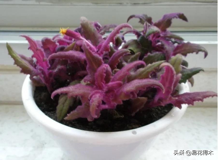 紫背天鹅绒盆栽怎么繁殖,绒叶竹芋怎么养