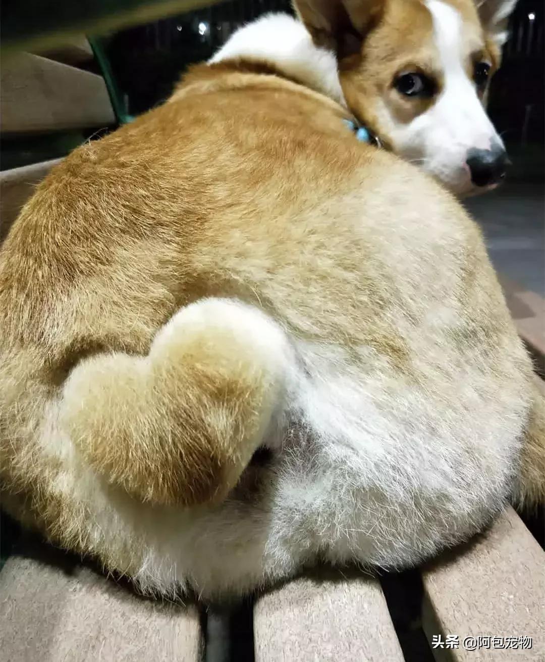 2019柯基国家展,首届柯基