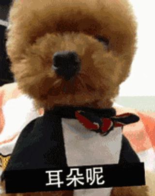 小泰迪能做立耳吗,立耳小泰迪视频