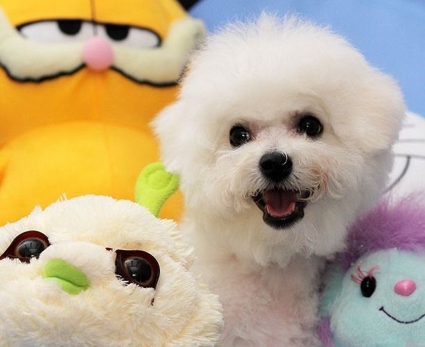 比熊犬的泪痕如何快速去除,消除比熊犬泪痕的七大方法