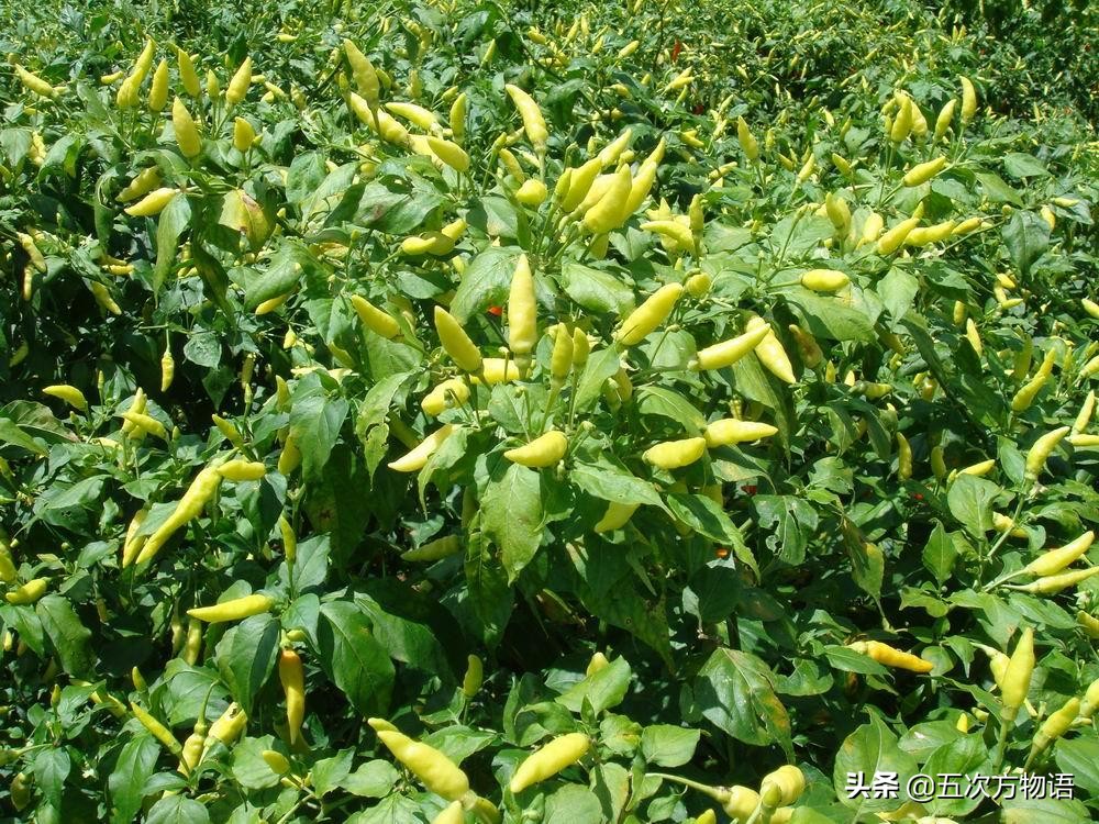 竹子草本植物还是木本植物,竹子是草本还是木本才能开花