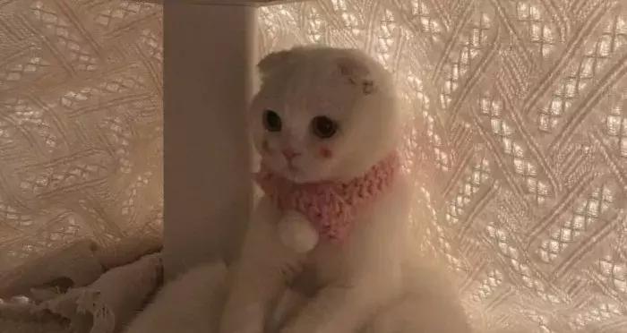 猫咪怀孕怎么才知道,猫咪怀孕怎么办呀