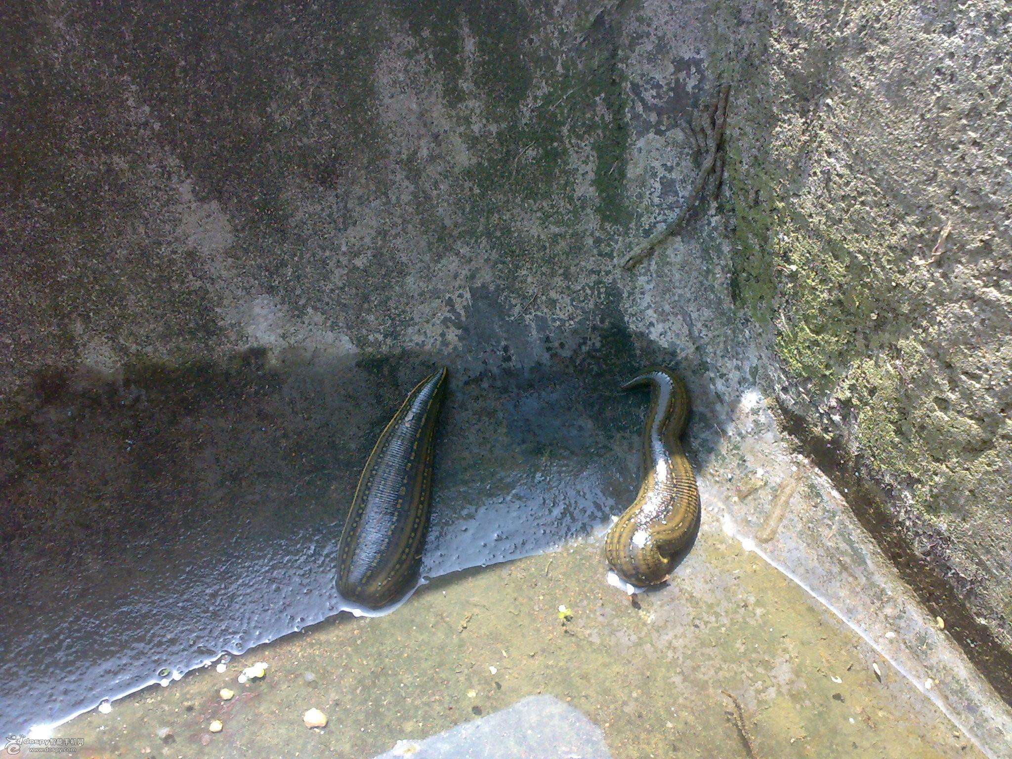 农村常见的“吸血虫”,想不到还有这么高的药用价值,你认识吗