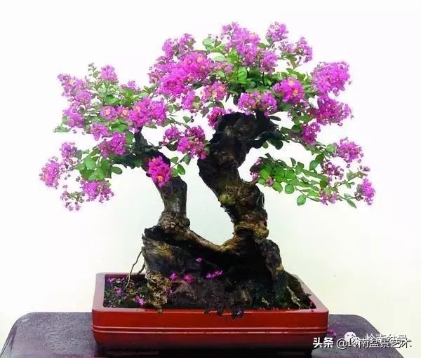 双干树,双干型果树