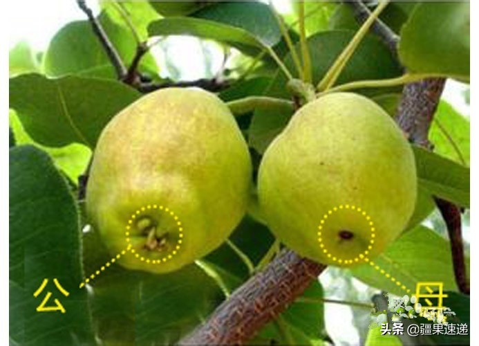 香酥梨和库尔勒梨的区别,阿克苏梨和库尔勒梨区别