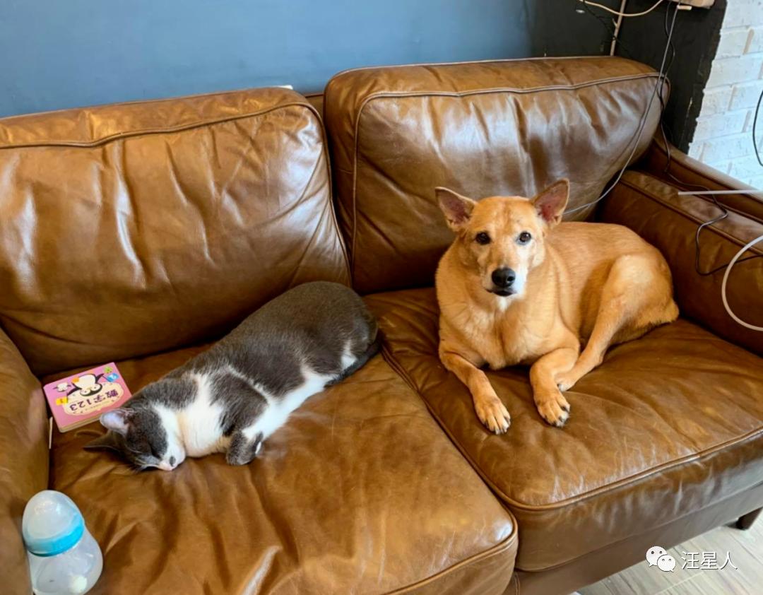 流浪狗得肿瘤,流浪狗得肿瘤被主人遗弃