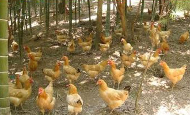 鸡生病怎么办养鸡技巧小视频,鸡常见三种疾病及防治方法