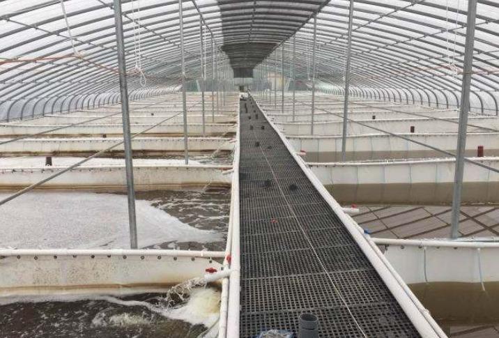 养虾喂食技术视频,养虾需要喂什么饲料