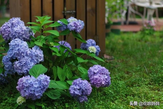 绣球怎么修剪才好,绣球的正确修剪方法