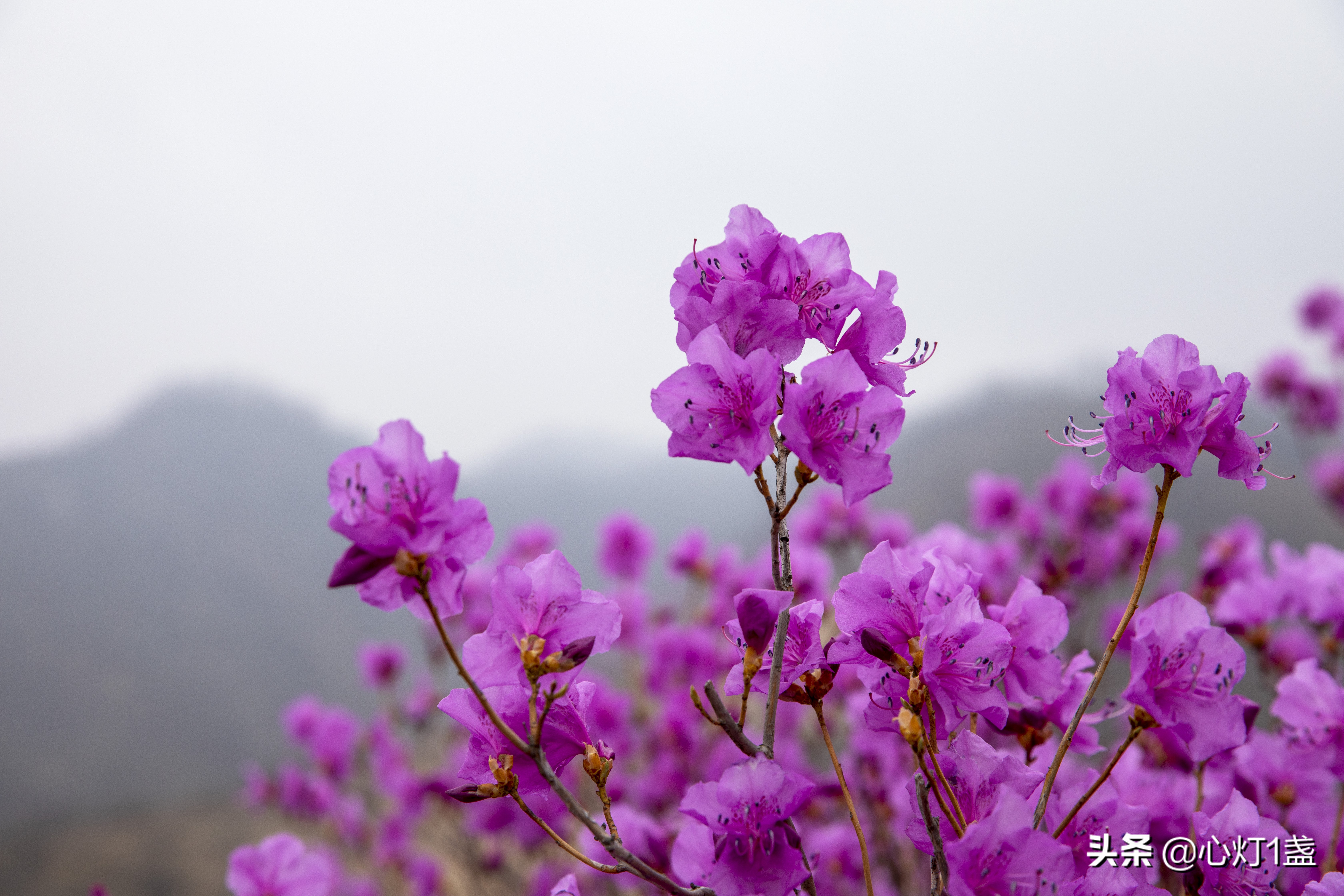 岫岩映山红什么季节开,岫岩映山红花期开多久