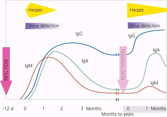 hsv干扰免疫应答及抗原选择,hsv病毒培养