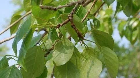 杨树叶子拌什么好吃,杨树叶可以直接凉拌吃吗