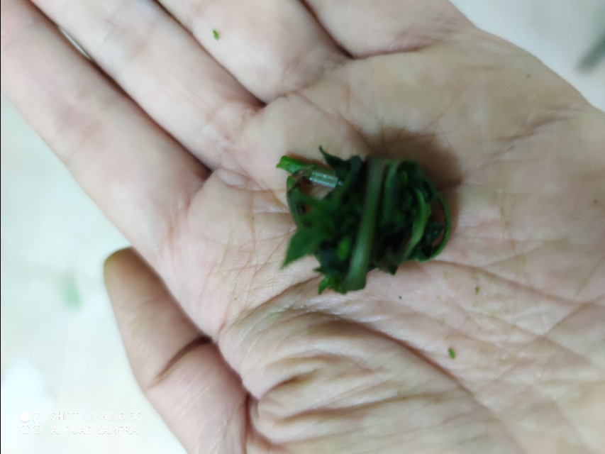 蚊子咬止痒最快的土法,蚊虫叮咬用什么草汁