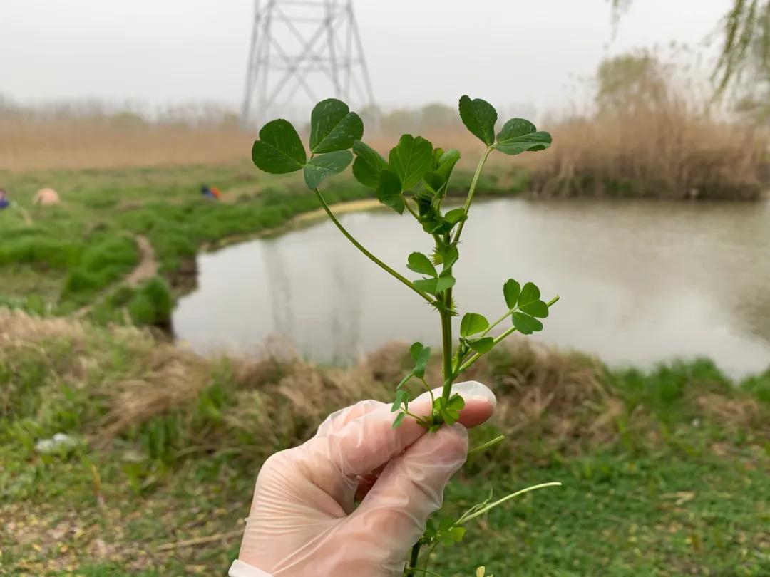南京城市野菜猎人实录