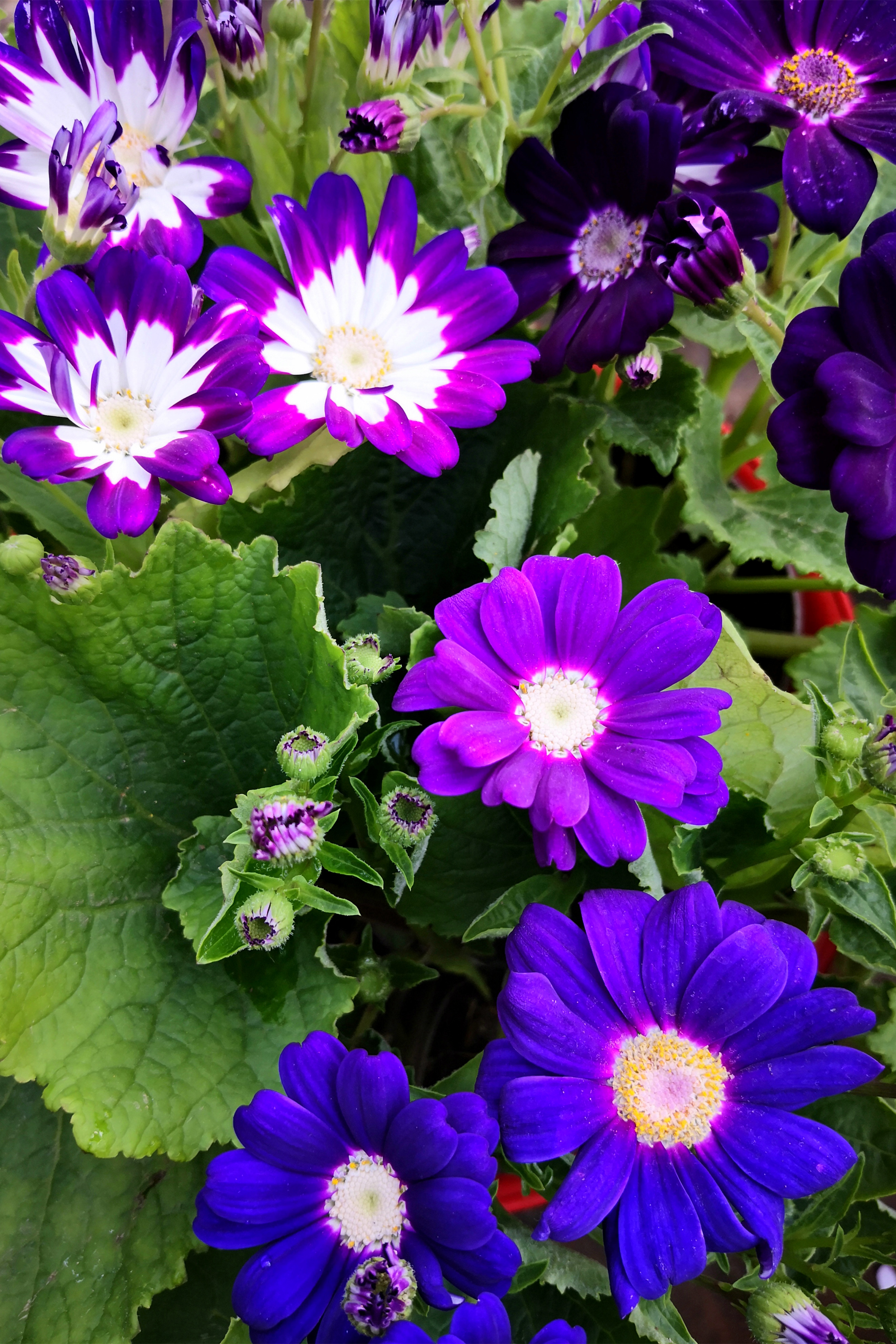 东营最大的花卉批发市场在哪里,东营地区哪里有花卉市场