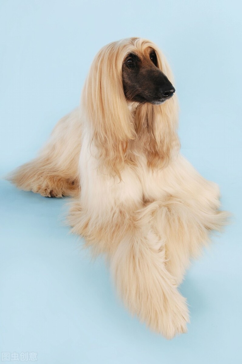 东方美犬,东方美狗狗